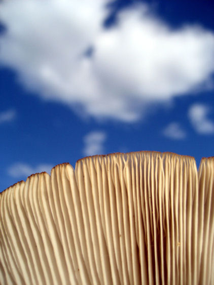 Photograph by Anne  Glista
